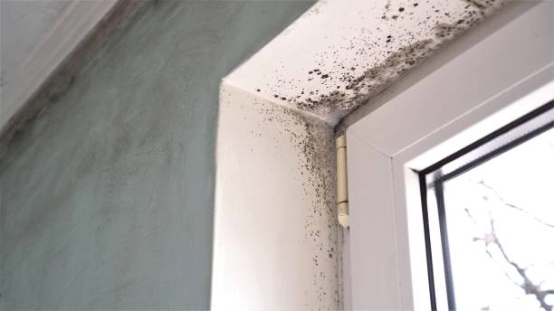 Best Home Mold Removal  in Lansing, MI