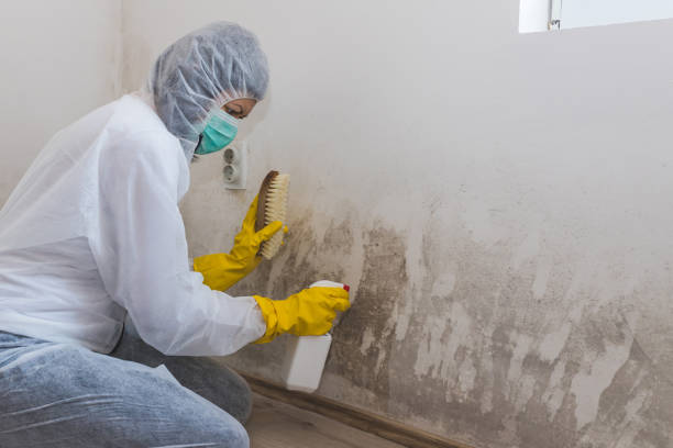 Best Home Mold Removal  in Lansing, MI