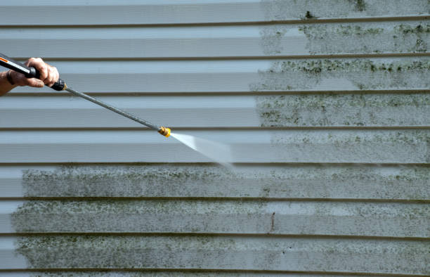Best Black Mold Removal  in Lansing, MI