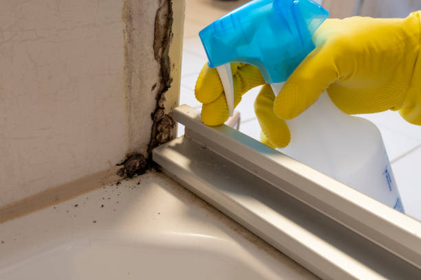 Best Fast Mold Removal  in Lansing, MI