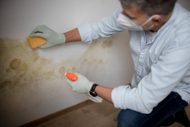 Best Affordable Mold Removal  in Lansing, MI