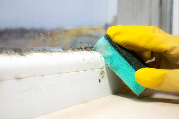 Best Mold Removal Near Me  in Lansing, MI