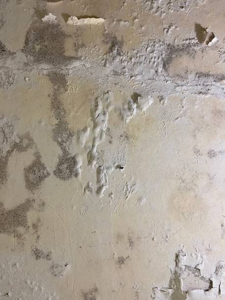 Best Mold Removal and Inspection  in Lansing, MI