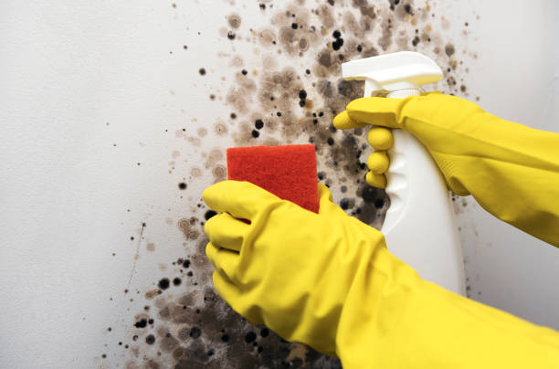 Trusted Lansing, MI Mold Removal Experts