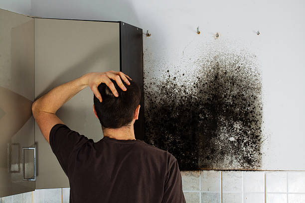 Best Mold Testing  in Lansing, MI