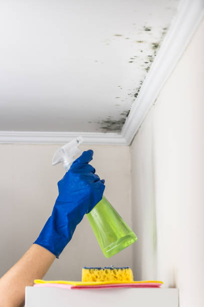 Best Mold Removal Specialists  in Lansing, MI